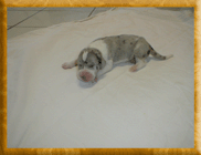 Our merles 