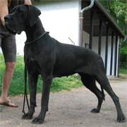 Kola von Schlesien 
